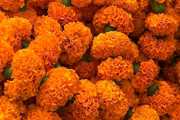 গায়ে হলুদ ও মেহেদি ডেকোর