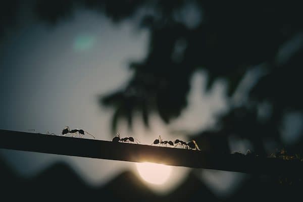 পিঁপড়া দমন ট্রিটমেন্ট