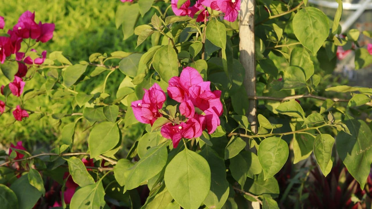 গাছের যত্নে মালী