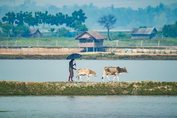 কোরবানির পশুর রাখাল/দেখাশোনা